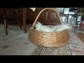 Click here to watch this video Chatons de Neele 2 suite www.anouchat.ch