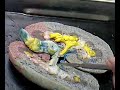 Dissected Kidney