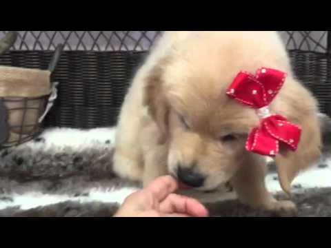 Show stopping, cream Golden puppy!