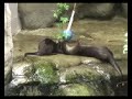 Otter enrichment at the Tennessee Aquarium