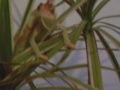 Dave the veiled chameleon Dave the veiled chameleon