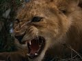Lion cub vs Python