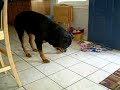 Rottweiler making the bed Rottweiler making the bed