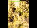 videos de cultivo interior 2008 fenomenal (flamenckid).divx