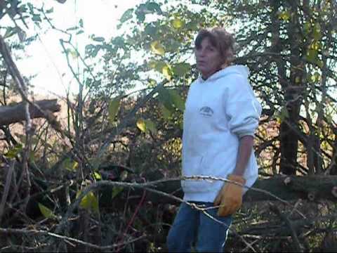 how to harvest cedar trees