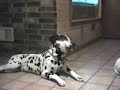 OMG TALKING ANIMALS