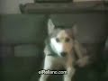 OMG TALKING ANIMALS OMG TALKING ANIMALS