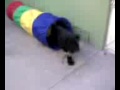 Schnauzer gigante ONIX Tunel 6_6_09.m4v