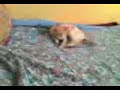 el desafio del gato