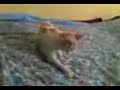 el desafio del gato