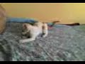 el desafio del gato