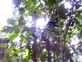 Paseo por la espesa jungla
