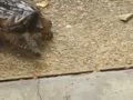 videos de ChOmPeR...Our Snapping Turtle