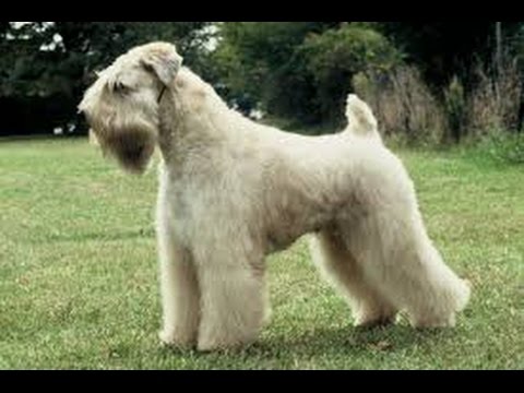 Basic Dog Grooming 101 by  Bobs Pet Stop  http://www.BobsPetStop.com
