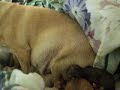 July 2 Puppies