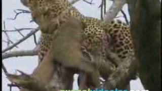 leopar avlanıyor