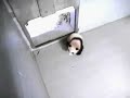 Mei Lan Explores & Lun Lun Isn\