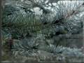 videos de The photography of William Neaves.