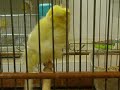 AGI Arricciato Gigante Italiano AGI Arricciato Gigante Italiano