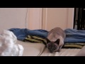 videos de Blue Star loves paper balls