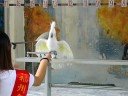 Sulphur-crested Cockatoo is dancing disco