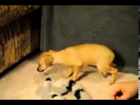 Maria Italian Greyhound Girl