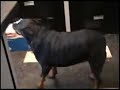Fun with Sky Dog