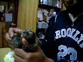 Common Marmoset twins
