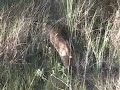 Bobcat in Okaloacoochee Slough