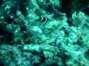 Bali Diving Nusa Penida Pufferfish