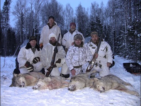 Wolf hunting 2020