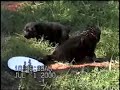 german shepherd puppies eating first meal