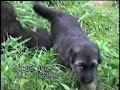 german shepherd puppies eating first meal