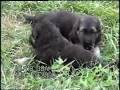 German-Shepherd-pupp
