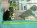 pertempuran beagle coklat dan beagle item pt.1