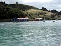Racing Seagulls Careys Bay Dunedin 2008