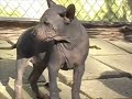 xolo puppies at besitoxolo kennel playing