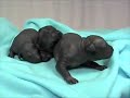 Xolo Puppies at BesitoXolo Kennel playing