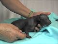 xolo puppies at besitoxolo kennel playing
