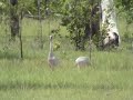Brolga dancing in northern territory australia