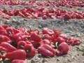 Pimiento Piquillo Premium (Lima -Peru)
