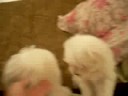 Daisey's & her babyboy Wake