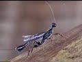 Ichneumon wasp of Togian