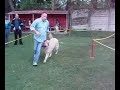Zucka na izlozbi. Razred Mladih