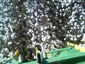 cotton picking in west tn