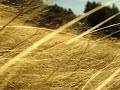 Fields Of Gold Sting