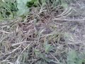 Bees in the grass