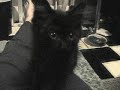 Meet Jiffy, the foster kitten
