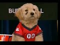 air-buddies-interview.html