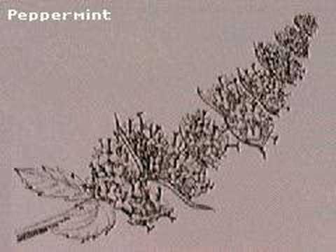 how to dissolve sputum